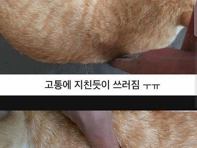 화살을 맞은 고양이