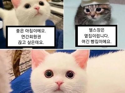 연간회원권 끊고 싶은데요.