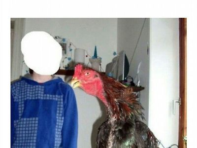 브라질 닭