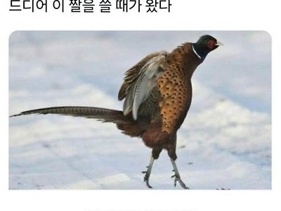 드디어 이 짤을 쓸 때가 왔다