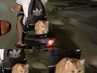 평온한 고양이
