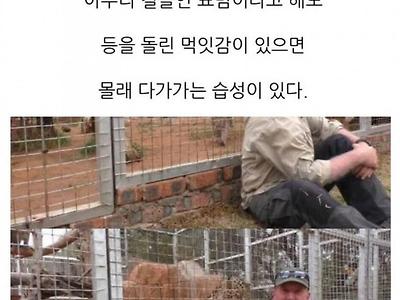 치타에게 등을 보이면 안되는 이유