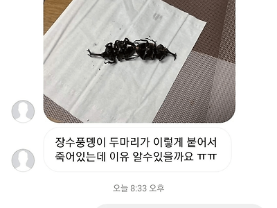 풍뎅이두창