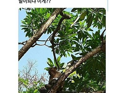 원숭이가