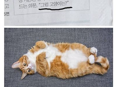 고양이를 잘 모르는 기자