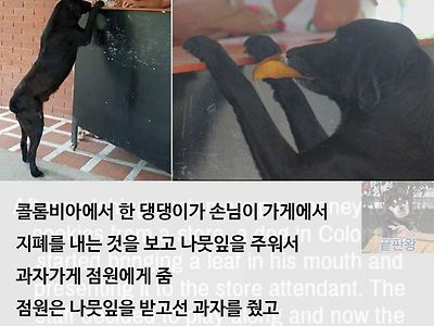 화폐의 개념을 이해한 댕댕이