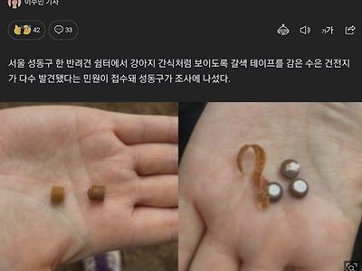 성수동 반려견 쉼터에 간식으로 위장한 '수은 전지' 테러.news