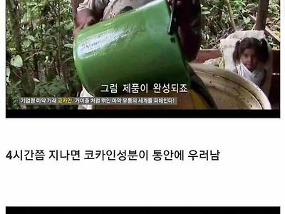 적나라한 코카인의 제조과정