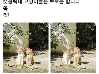 대학별 고양이