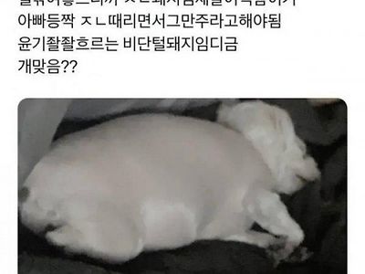 너무 살쪄서 털이라도 깎아 본 견주.jpg