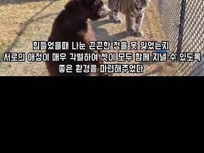 곰ㆍ사자ㆍ호랑이를 한 우리에 키운 결과