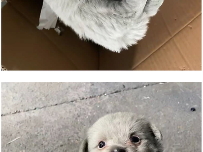 공장 박스에서 태어나버린 꼬물이.JPG