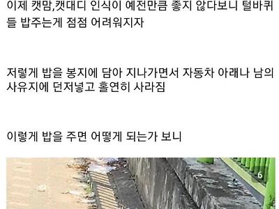 요즘 캣맘들이사용하는 수류탄.jpg