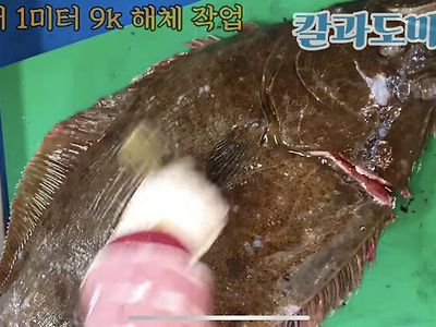 혐) 자연산 대광어 내장