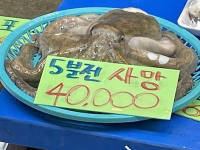 5분전 사망