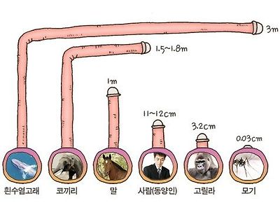 물건의 크기