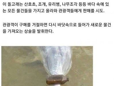 물물교환 돌고래