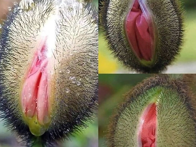 이상한거 아니에요, 양귀비 꽃일 뿐입니다.