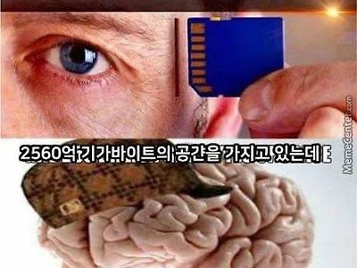 사람 두뇌 특징