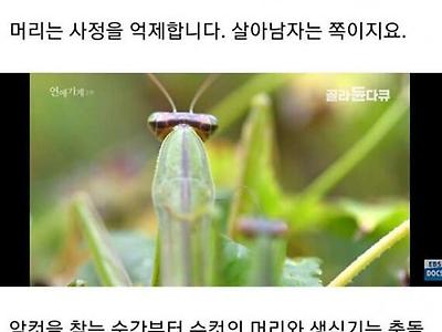 수컷 사마귀가 암컷에게 먹히는 이유