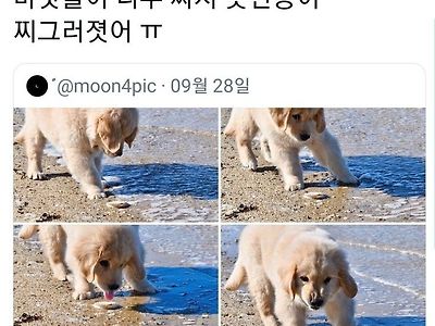 솔직한 강아지코