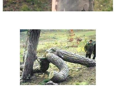 의외로 꼴린다는 나무들 수준...ㄷㄷㄷㄷ