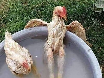 온수 목욕하는 동물들.gifjpg