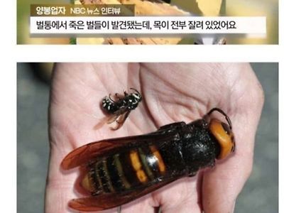 미국물먹은 장수말벌