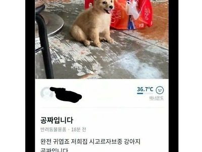 당근마켓에 올라온 강아지 공짜