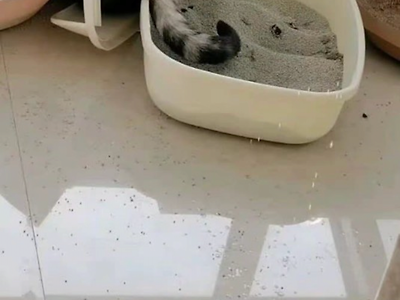 고양이 오줌싸다 화장실 부셔진 사진