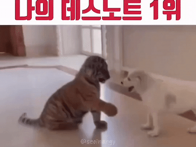 댕댕이의 부랄친구