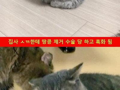 고영희 흑화 싯점