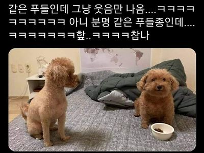 푸들 vs 푸짐