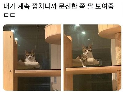 문신으로 협박하는 깡패 행동대장.JPG