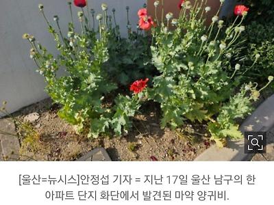 울산 아파트 화단에 마약 양귀비…"꽃에 검은 반점 있어"