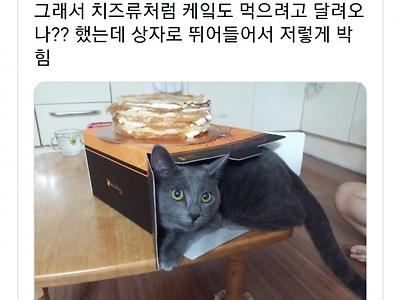 엄마 생파를 하느라 케잌을 사서 꺼냈는데