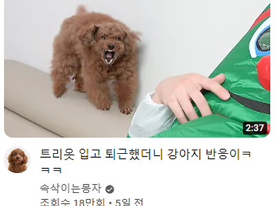 주인 몰라보는 강아지