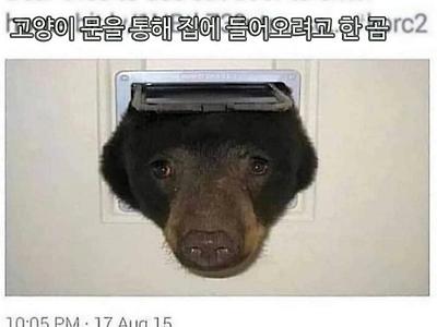 집에 너무 들어가고 싶었던 곰