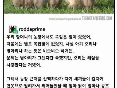 닭이 오리를 길렀을 때 벌어지는 일