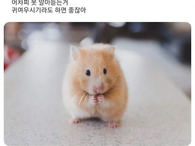 차라리 햄스터였으면