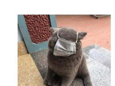 극단적인 비건
