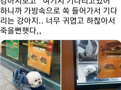 섭웨이 밖에서 주인기다리는 댕댕이
