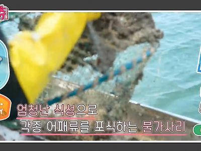 왜사냐? 불가사리