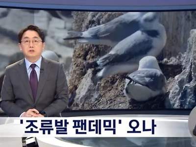 현재 전 세계로 퍼지고 있는 조류 독감.jpg