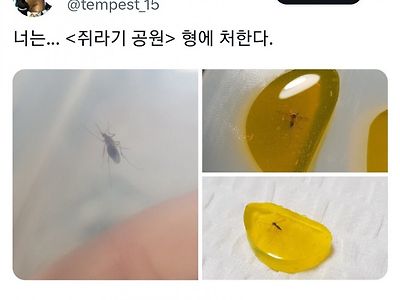 집을 잘못 찾아간 모기들