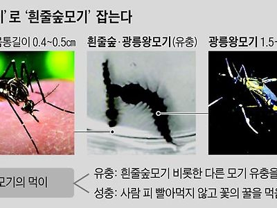 한국에서 서식하는 갓모기.jpg