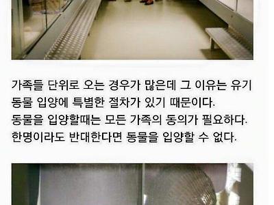 애완동물의 매매, 교배가 법으로 금지되었다는 독일