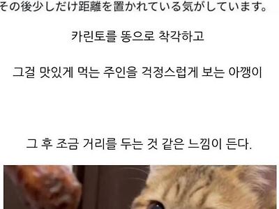 주인이 똥 먹은 줄 아는 고양이의 표정