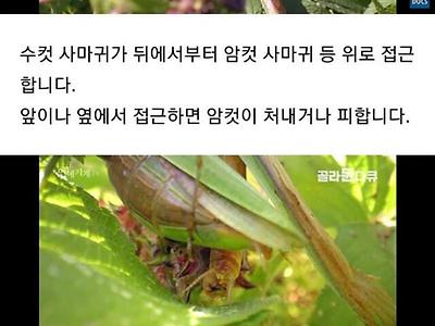 수컷사마귀가 암컷사마귀에게 먹히는 이유