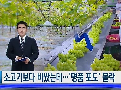 소고기보다 비쌌던 샤인머스캣 근황